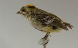 Goldhähnchentyrann Calyptura cristata