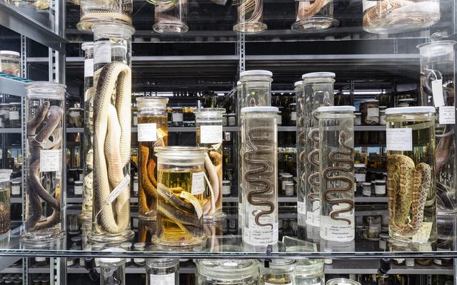 Wunderkammer