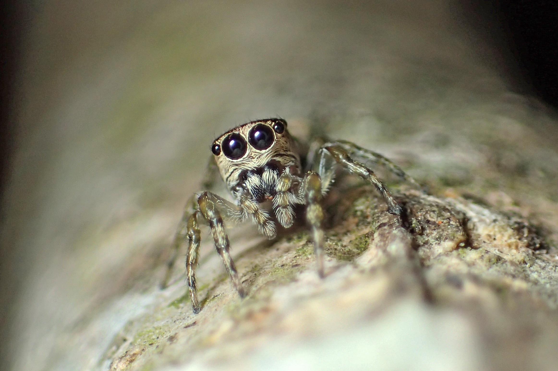 Guriurius minuano, female frontal